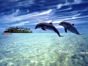 Dolphins leaping