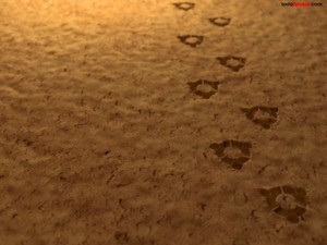 Ubuntu footprints in the sand