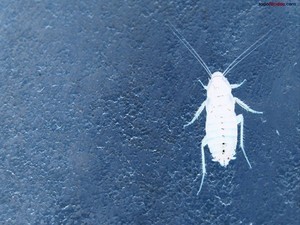 Profile of cockroach