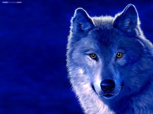 Blue wolf
