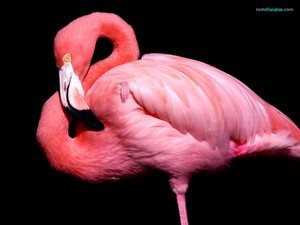 A pink flamingo