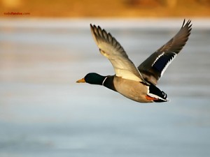 A duck flying