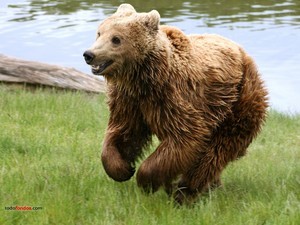 Brown bear running