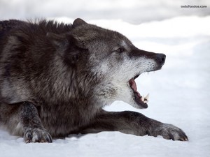 Wolf showing teeth