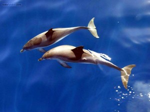 Pair of dolphins