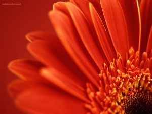 Red daisy