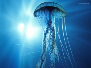 An electric jellyfish