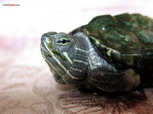 Mini turtle