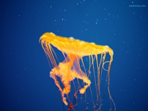 A jellyfish of orange colour