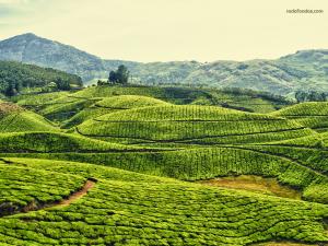 Tea plantations in Kerala, India