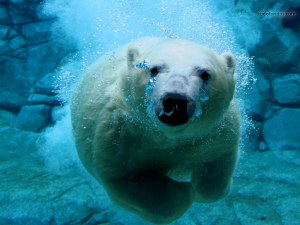 Polar bear diving