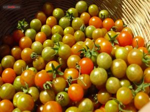 Basket of green tomatoes