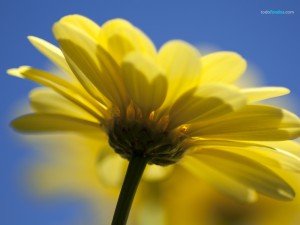 Yellow daisy on a blue background