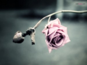 Wilted rose