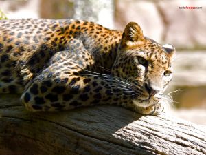 Leopard lied down on a log