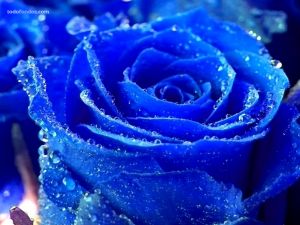 A blue rose