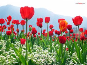 Plantation of tulips
