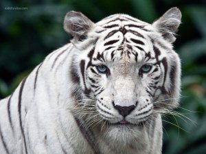 The look of the white tiger