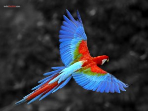Colored parrot flying with outstretched wings