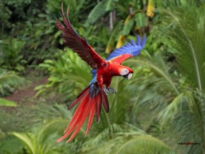 Scarlet Macaw (Ara macao) in flight