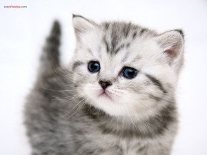 A small kitten