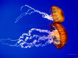 Couple of jellyfish