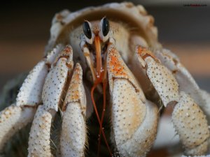 The face of a crab