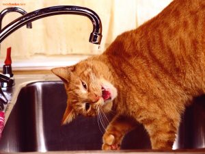 Cat playing with a dripping faucet