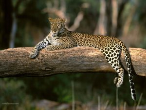 Leopard on a log