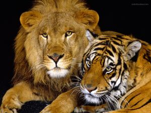 Lion and tiger