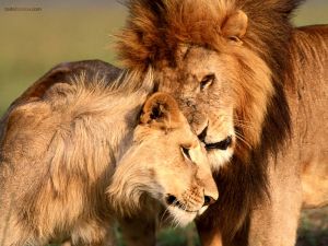 Affection between lions