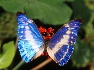 Brilliant blue butterfly