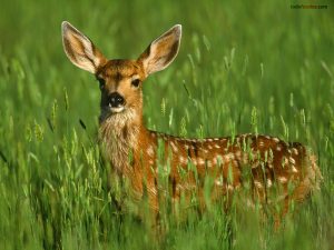 Fawn in the grass