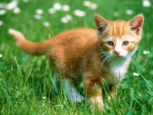 Kitten in the grass