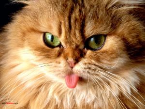 Cat sticking his tongue out