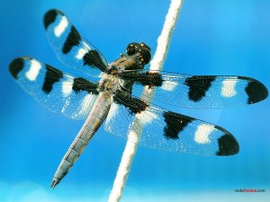 Dragonfly with black and white spots
