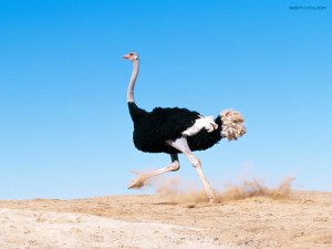 Ostrich running