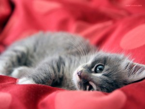 Kitten on a red cloth