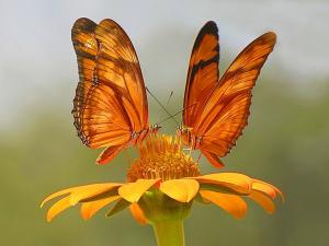Orange butterflies