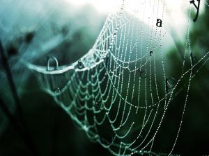 Web of letters