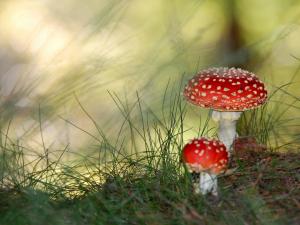 Two red mushrooms