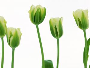 Green tulips
