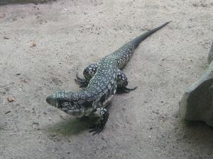 Monitor lizard