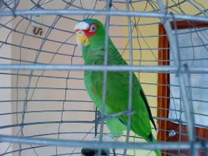 Parrot in his cage