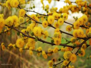 Flowering of yellow