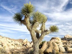 Tree-cactus