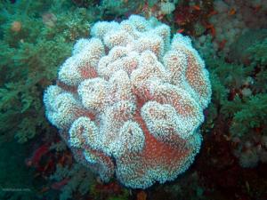 Soft coral (Elphinstone Reef)