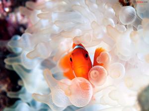 Clownfish in a bubble-tip anemone