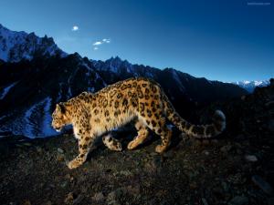 Snow Leopard Prowl