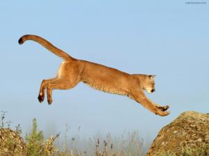 Leaping Cougar